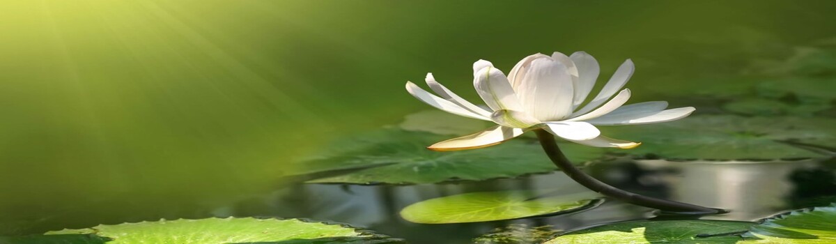 White-Lotus-Flower-Exposed-to-Su